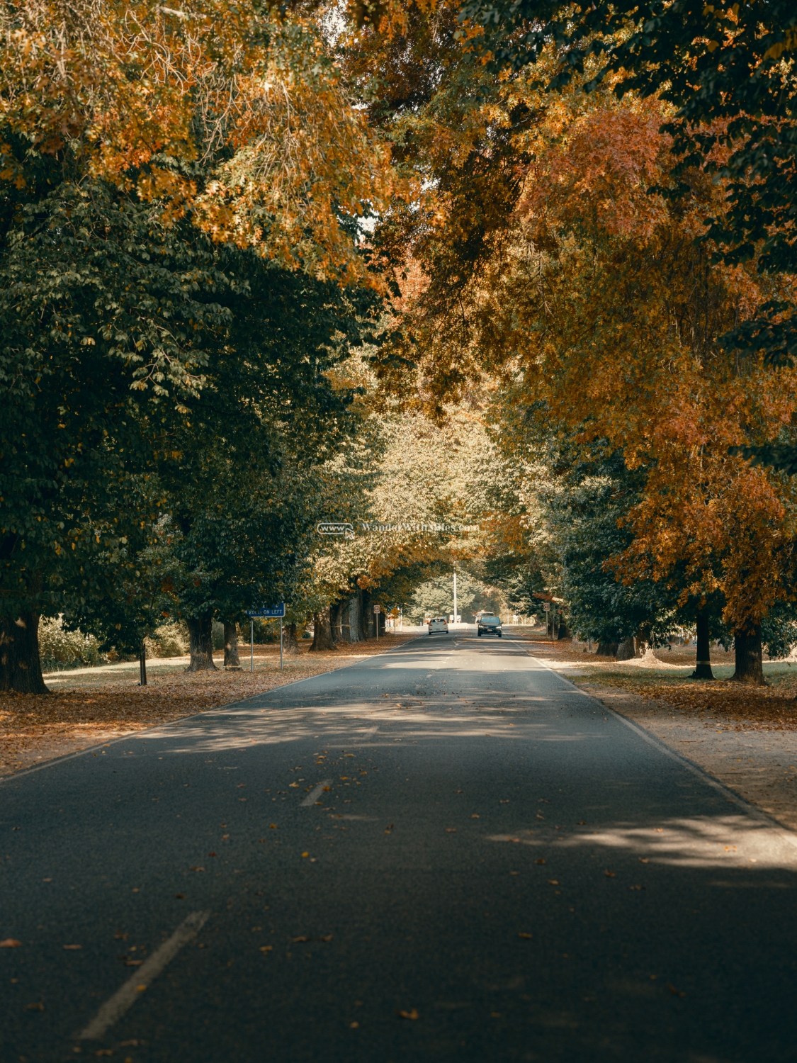 Autumn in bright victoria australia (29)