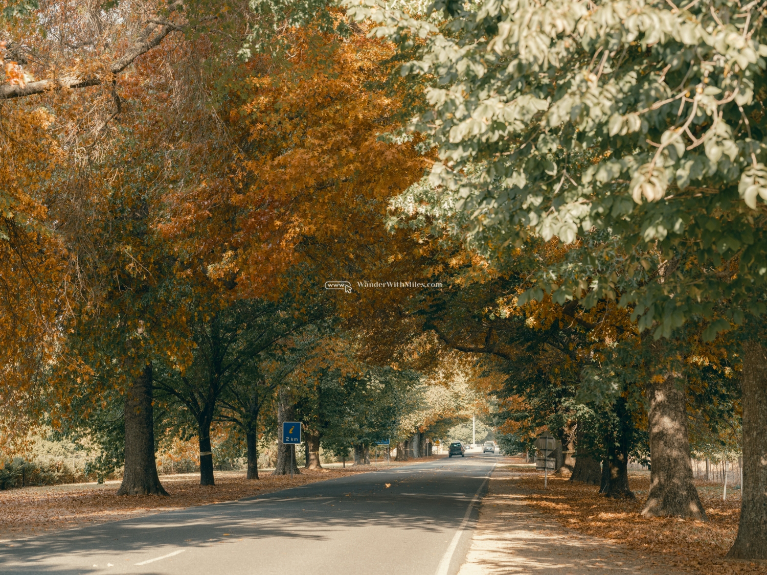 Autumn in bright victoria australia (31)