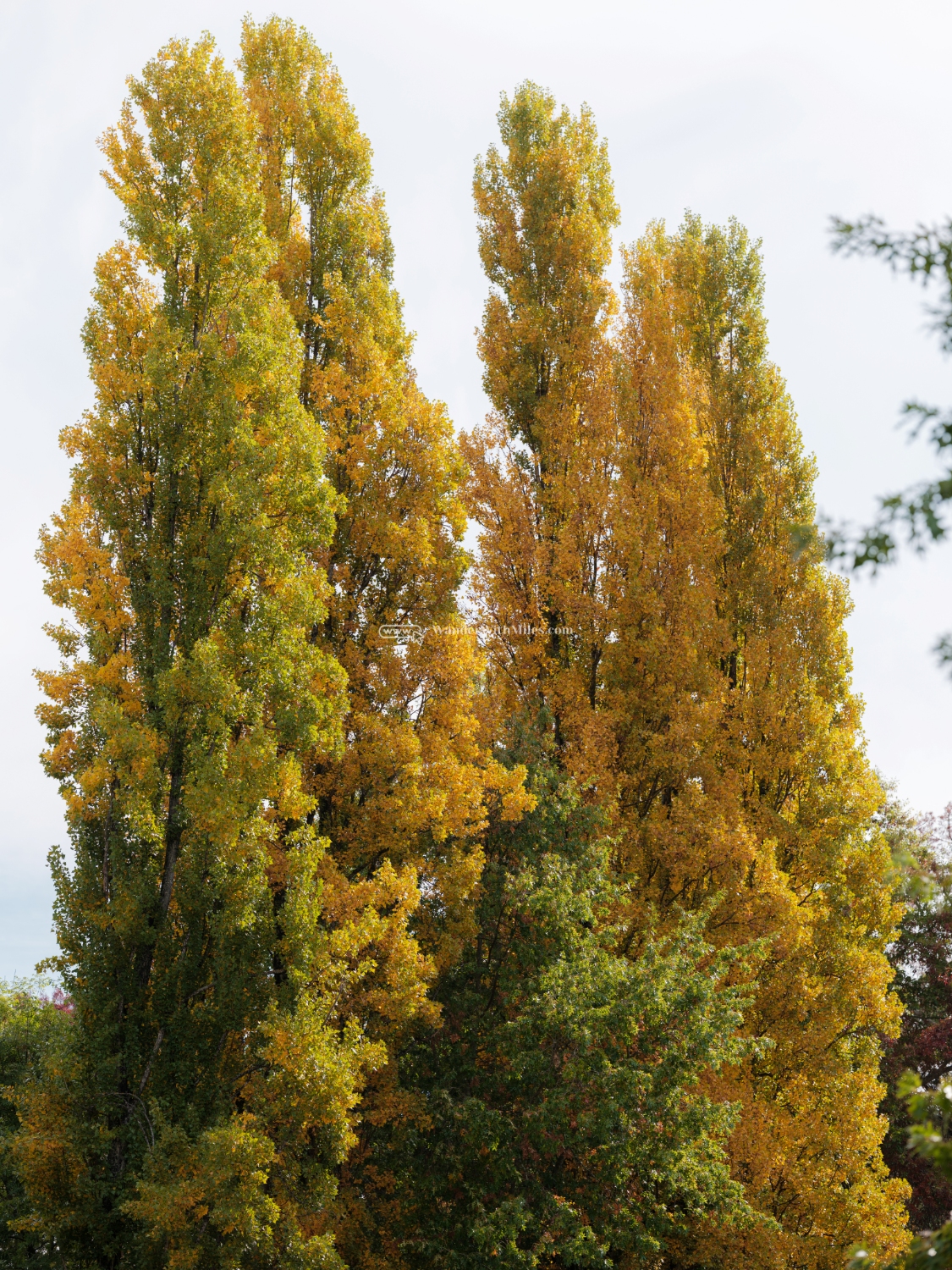 Autumn in bright victoria australia (42)