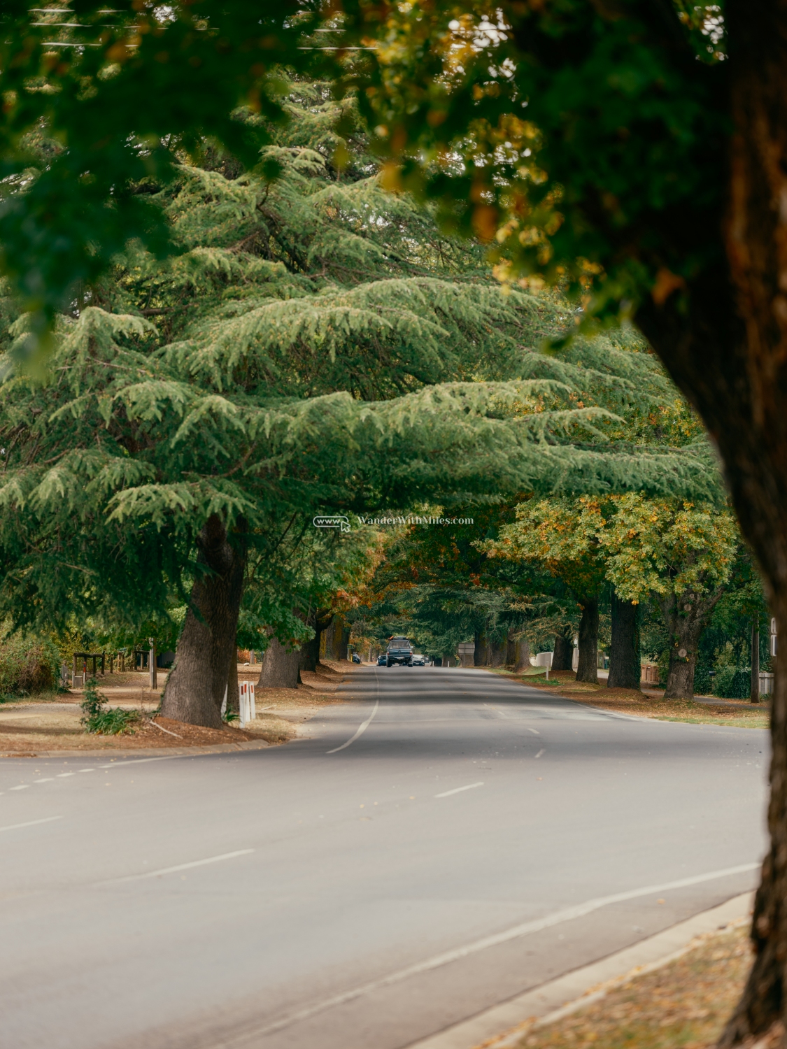 Autumn in bright victoria australia (51)