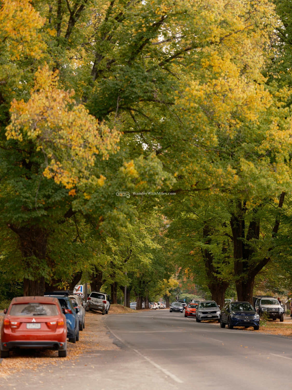 Autumn in bright victoria australia (52)