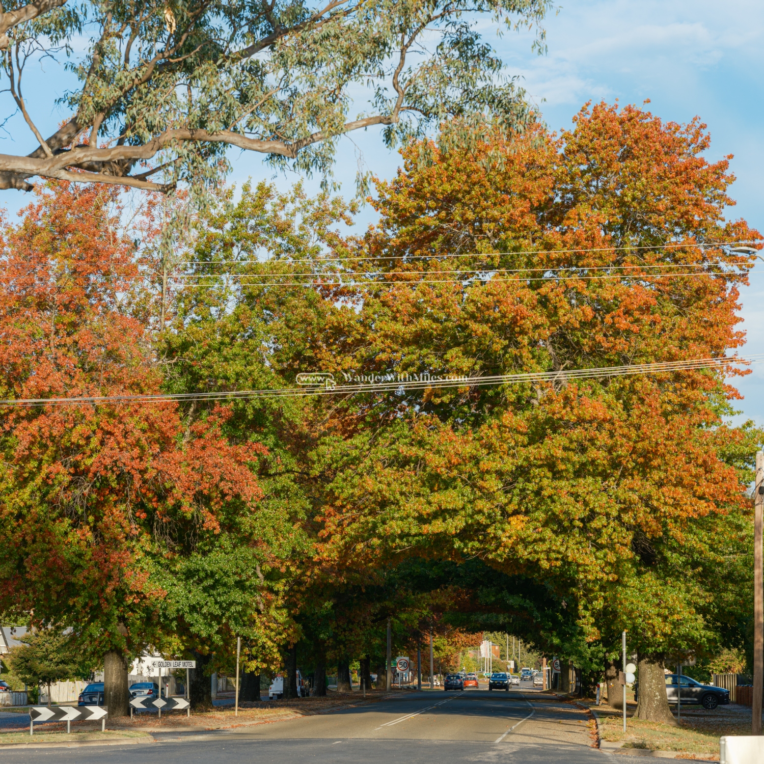 Autumn in bright victoria australia (9)