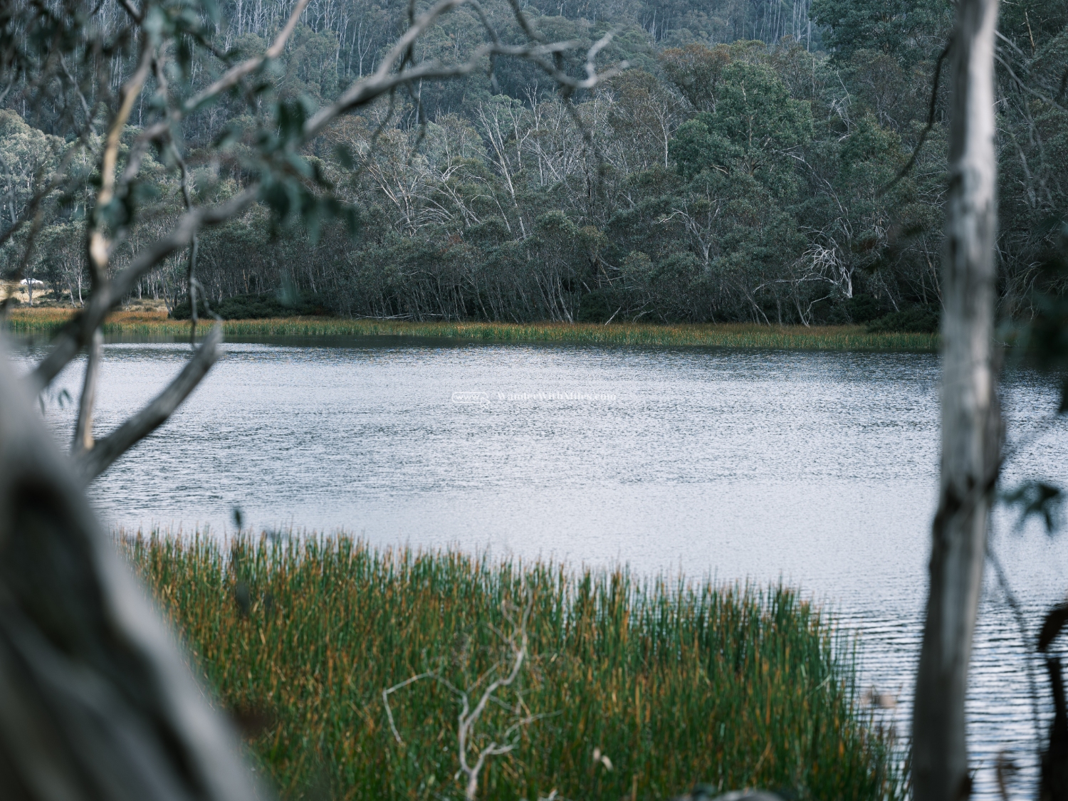 Autumn in bright victoria australia (93)