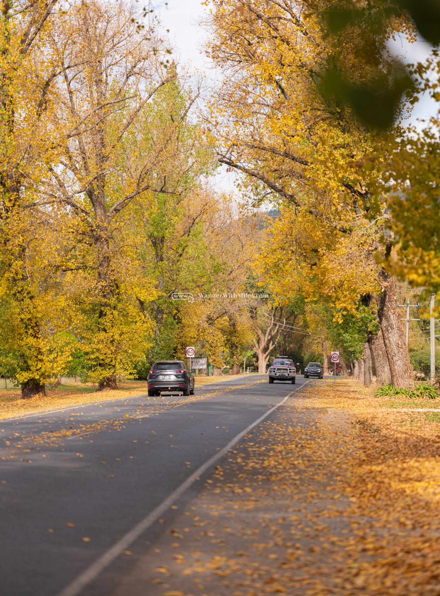 Autumn in bright victoria australiadscf9076