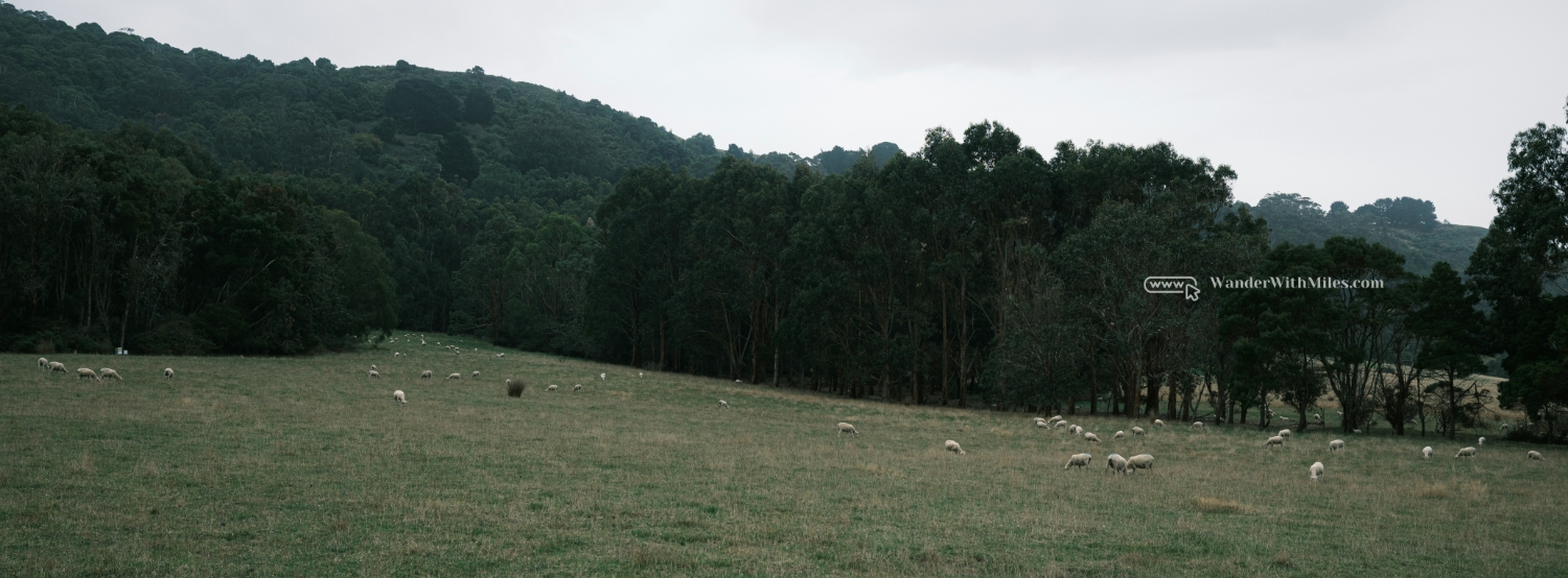 Apolo bay victoria (2)