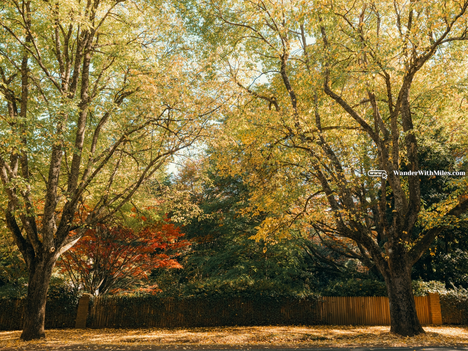 Maccedon avenue melbournedscf3401