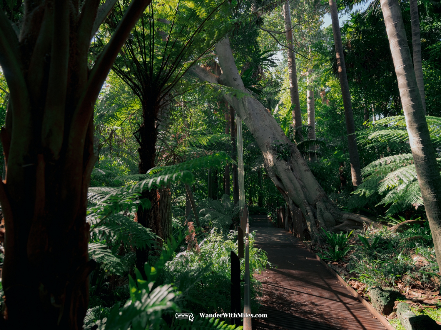 Melbourne botanic gardendscf2076