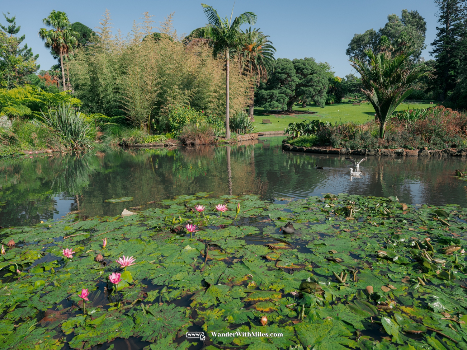 Melbourne botanic gardendscf2085