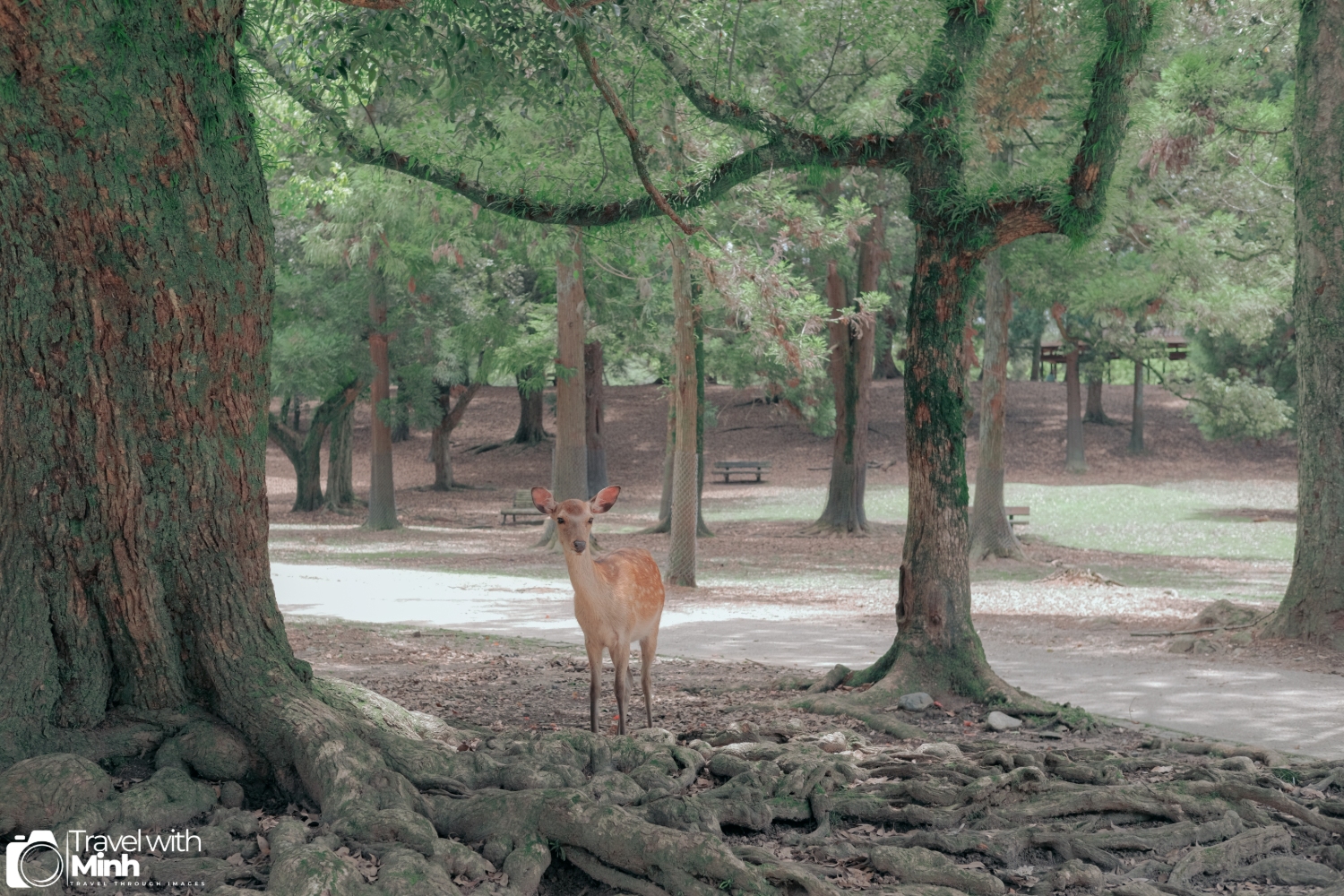 One day in nara (34)