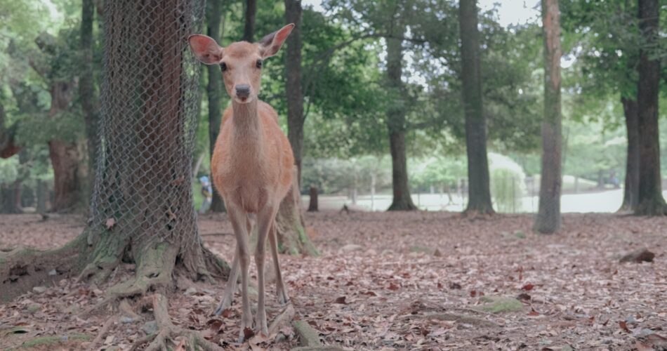 One day in nara (38)