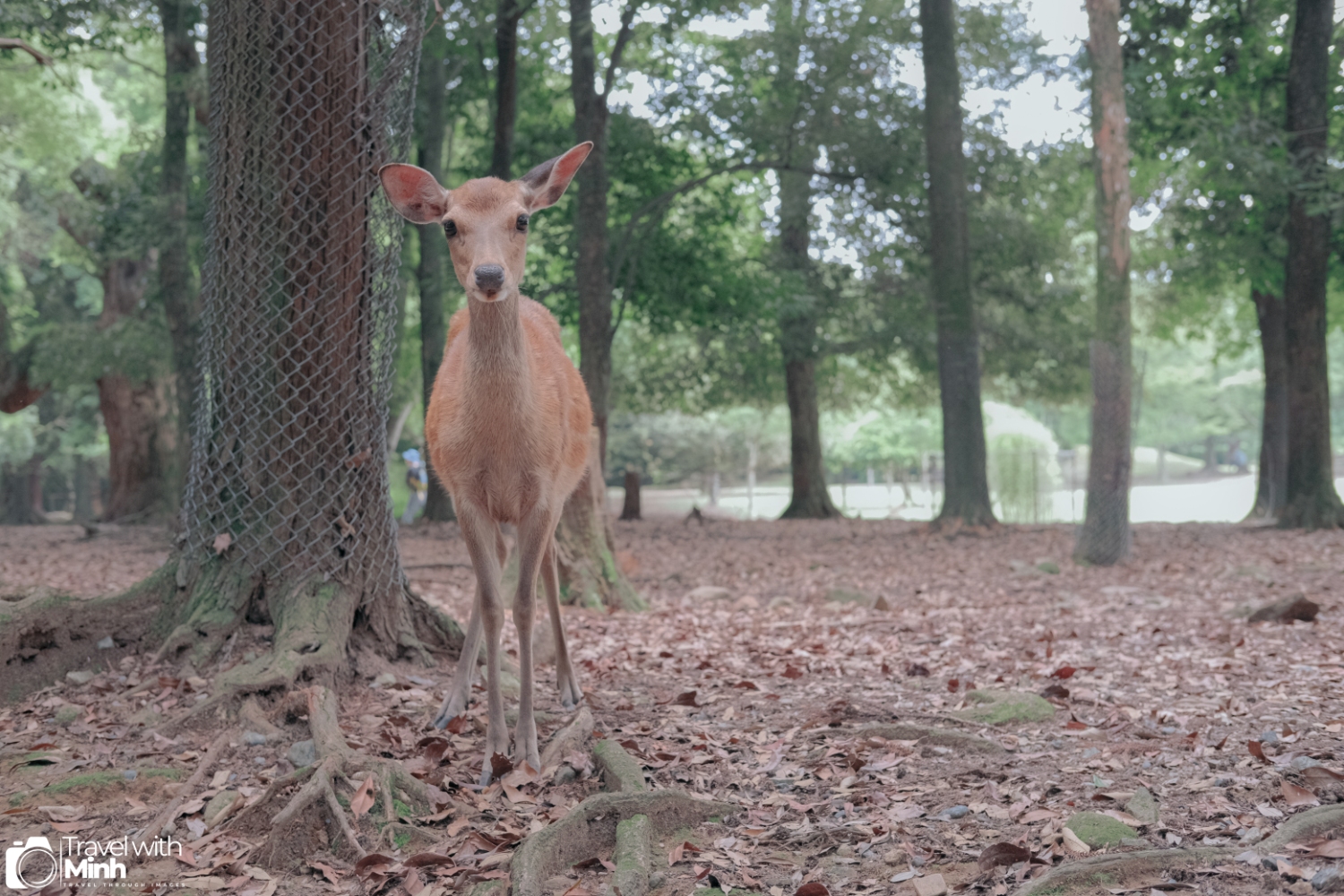 One day in nara (38)