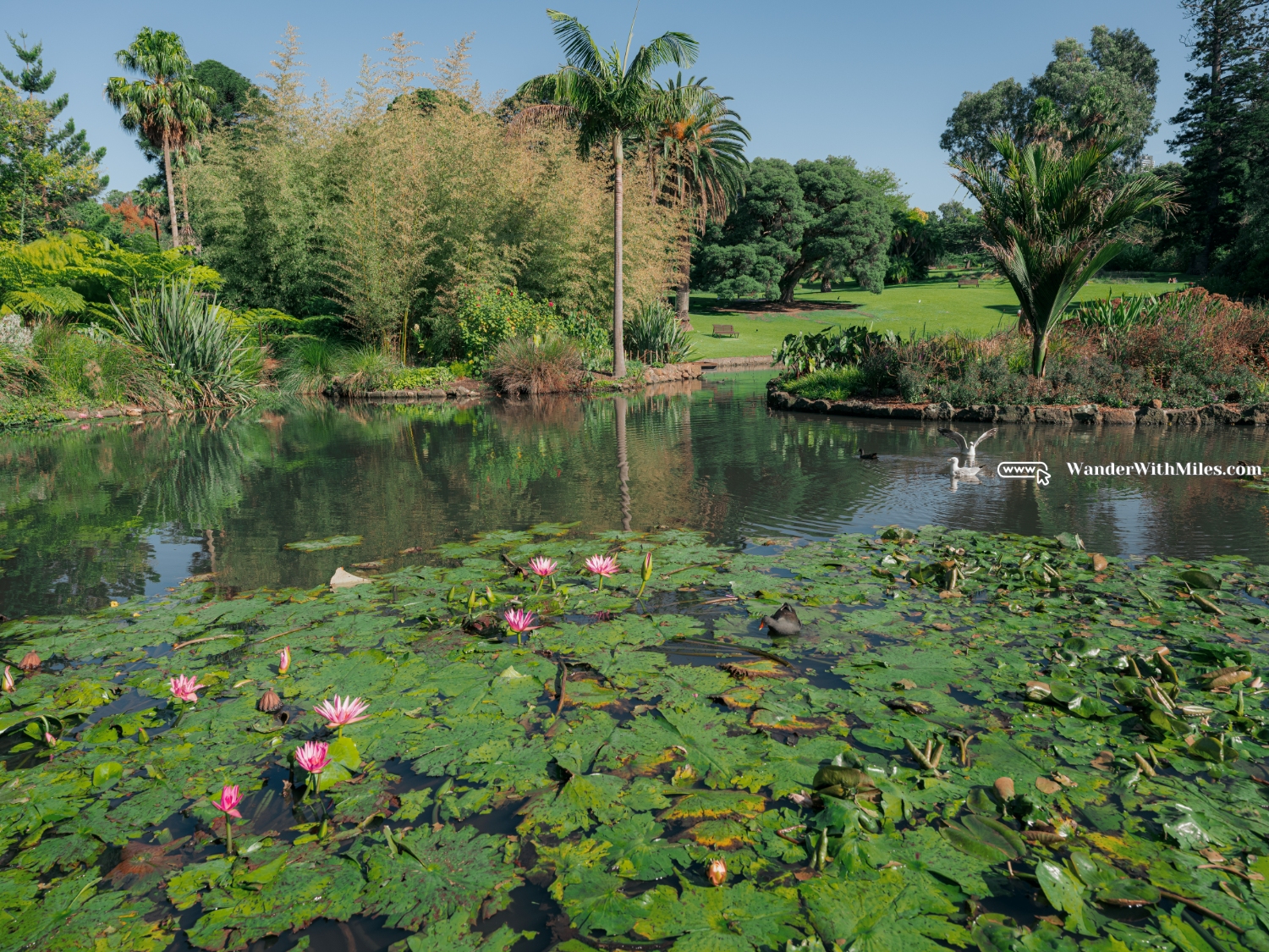 South botanic garden (4)