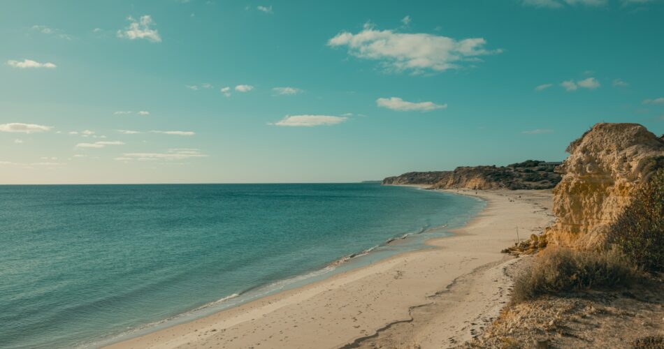 ãƒ–ãƒ©ãƒ³ã‚·ãƒ¥ãƒã‚¤ãƒ³ãƒˆ adelaidedscf2999