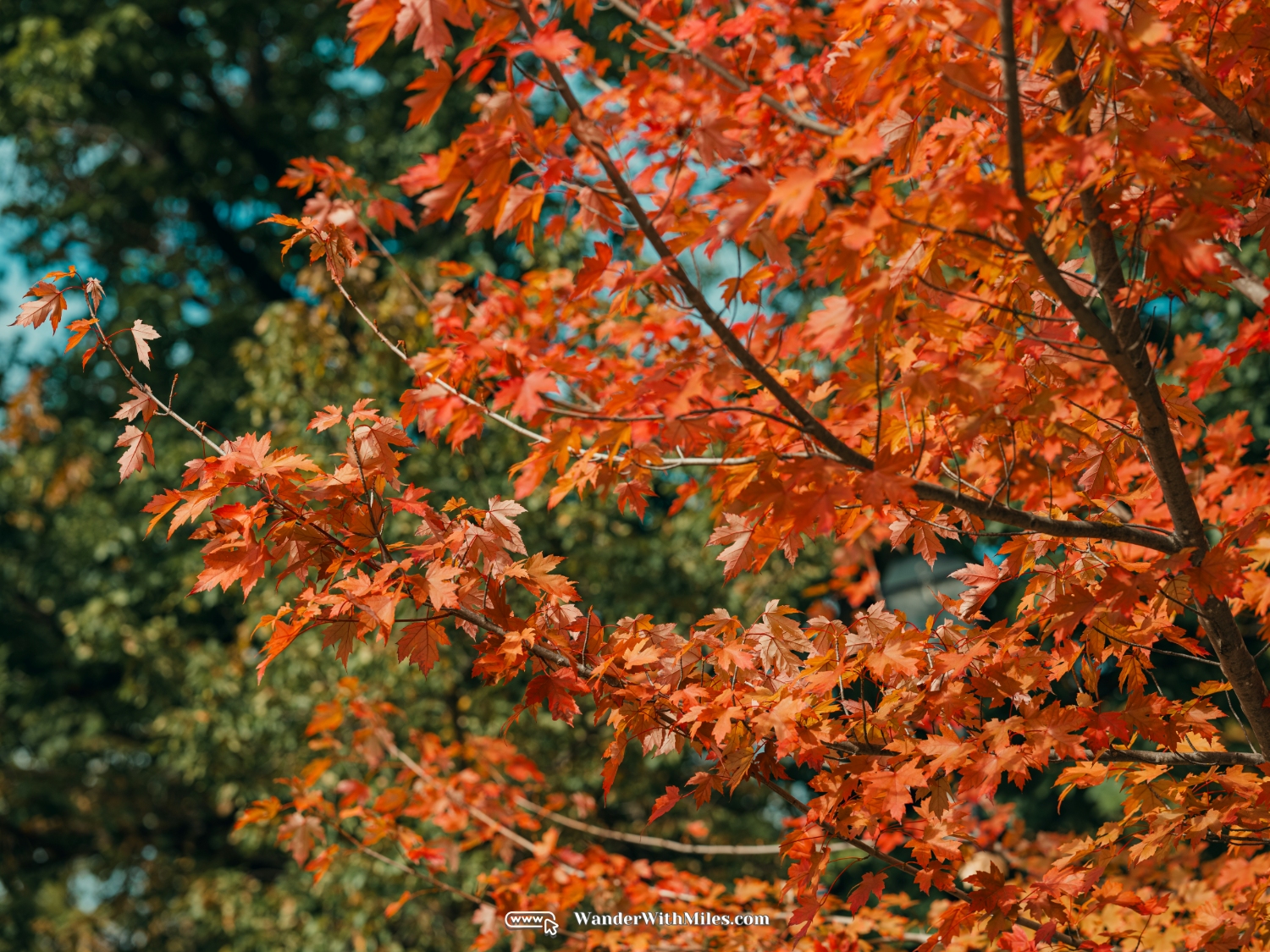 Handorf adelaide australia (36)