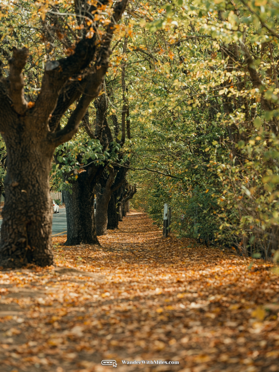 Handorf adelaide australia (37)