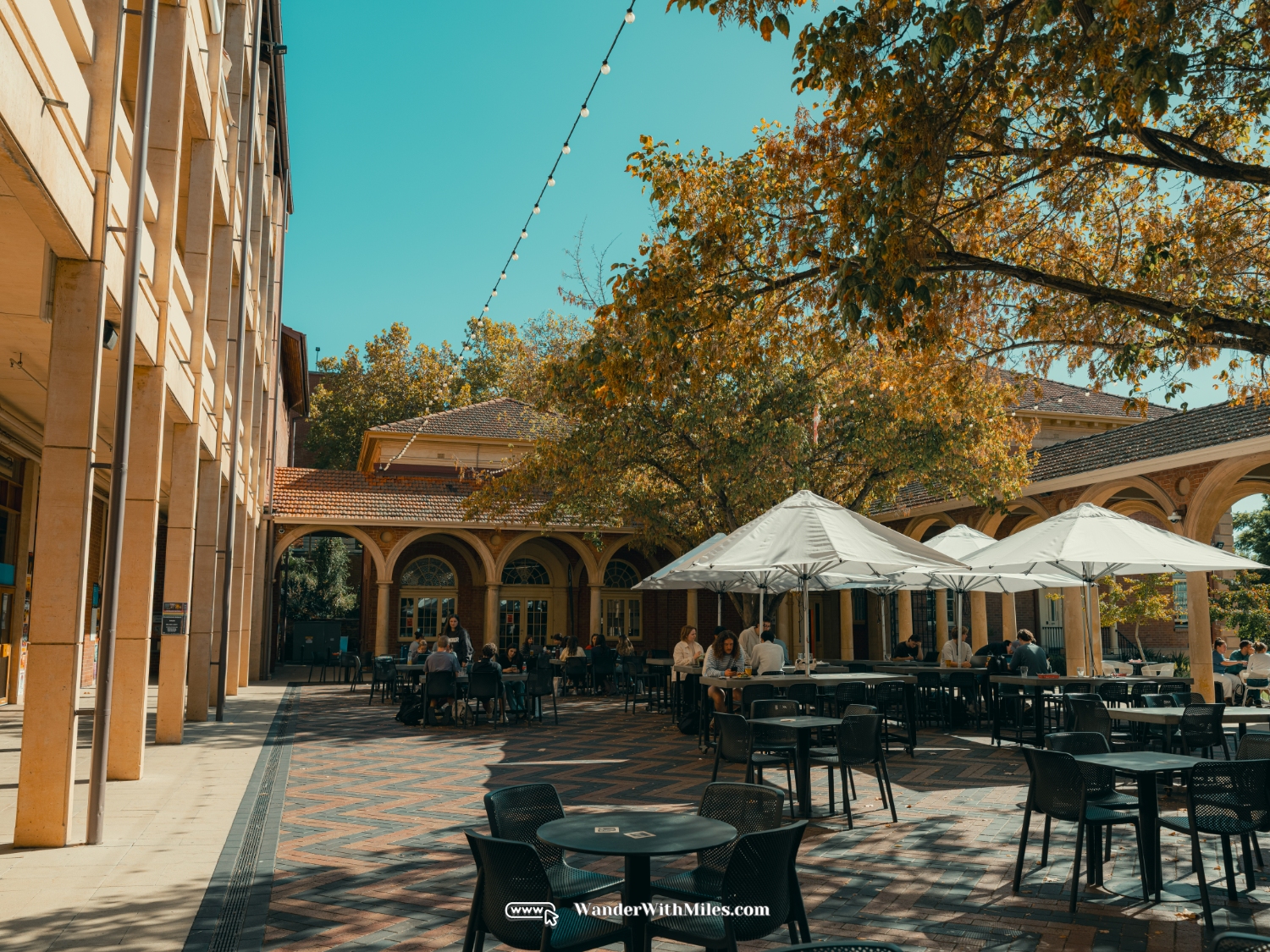 The university of adelaidedscf3167